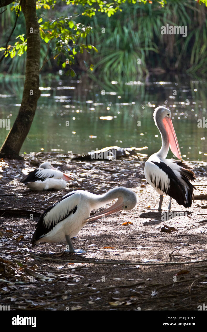 Australian pelican Pelecanus conspiciillatus Territoire Wildlife Park Berry Springs Darwin Australie Banque D'Images