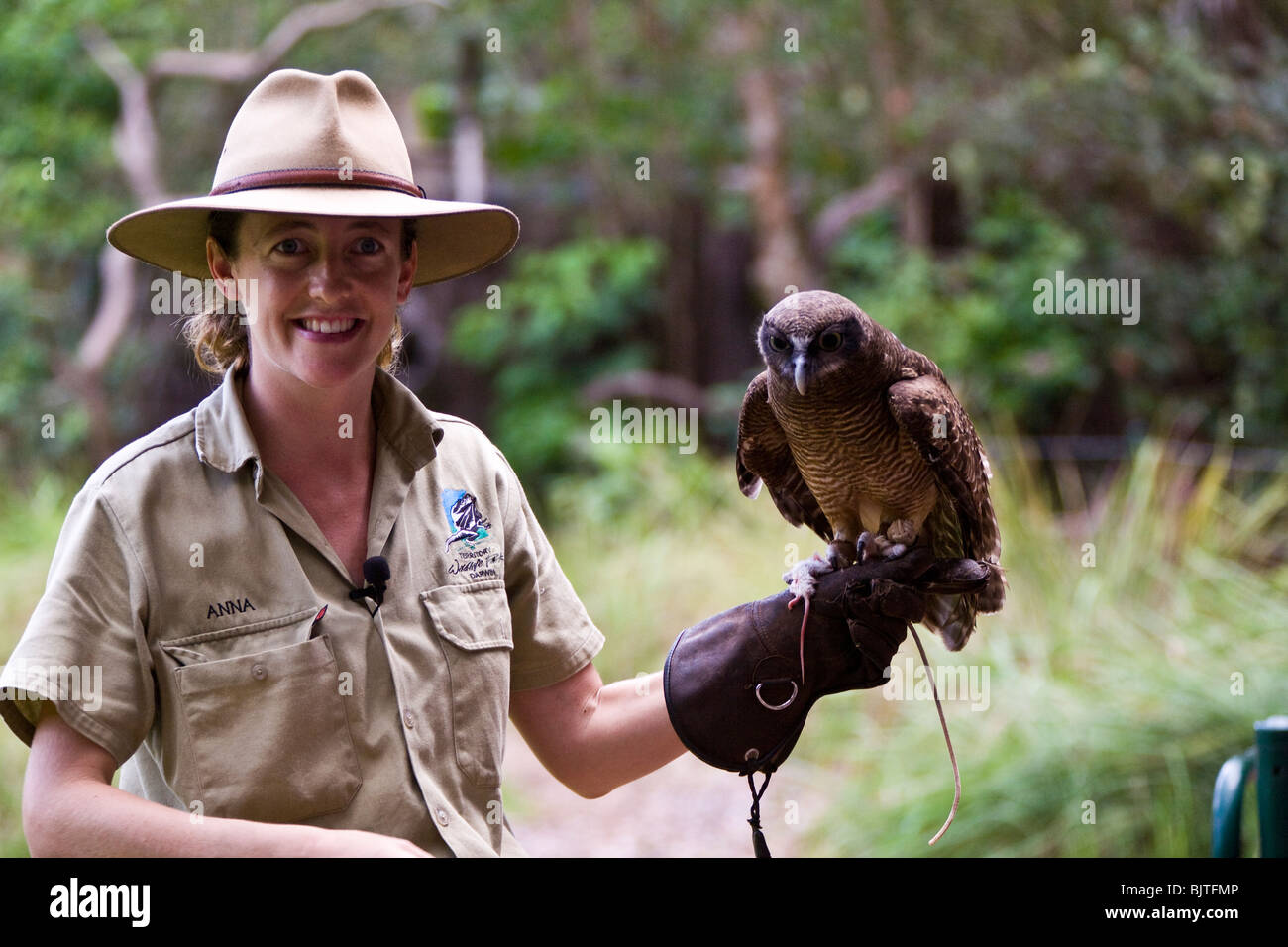 Handler travaille avec un black breasted buzzard pendant le spectacle d'oiseaux de proie à la cabine de pilotage Territoire Wildlife Park Australie Banque D'Images