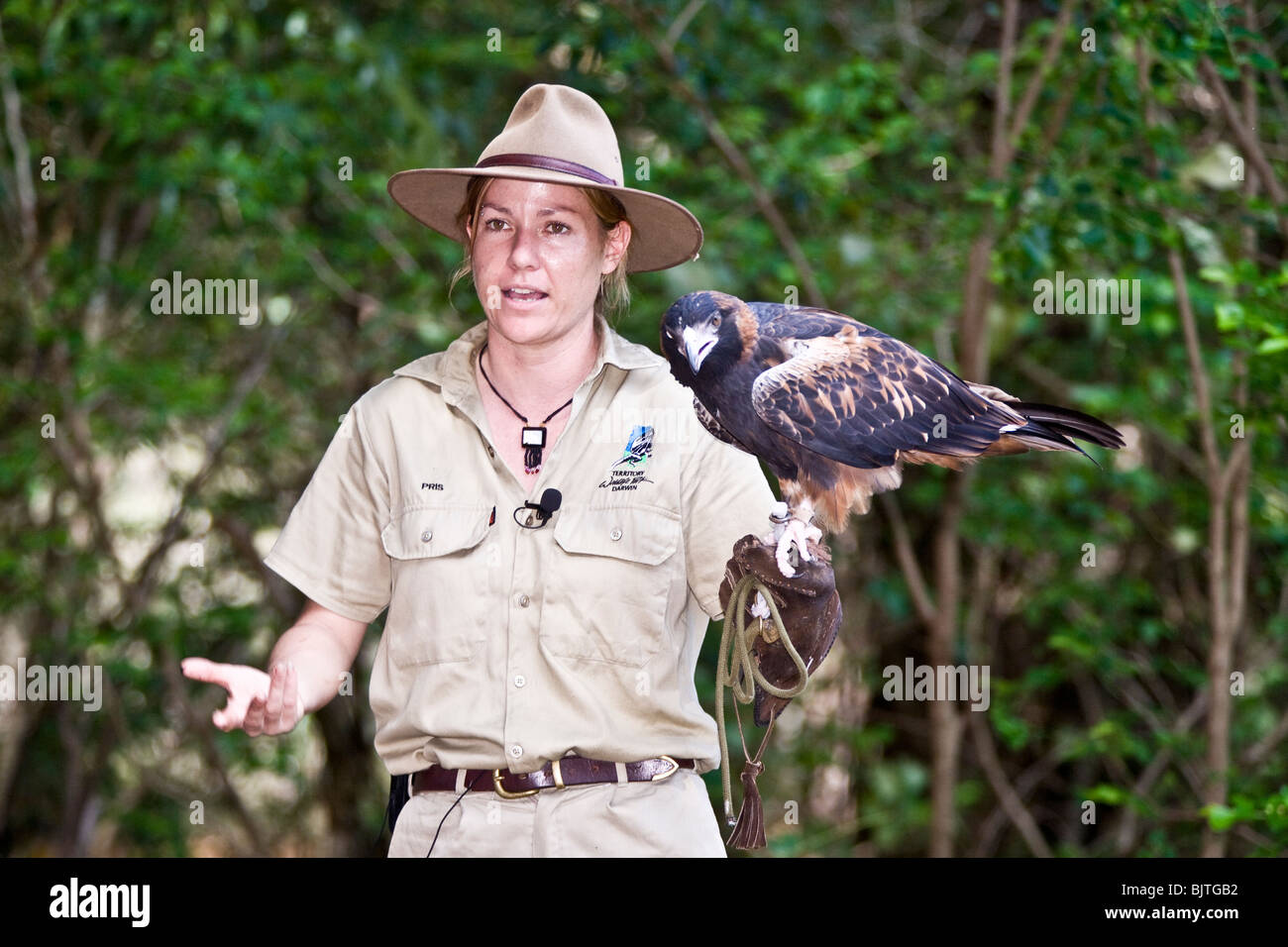 Handler travaille avec un black breasted buzzard pendant le spectacle d'oiseaux de proie à la cabine de pilotage Territoire Wildlife Park Australie Banque D'Images