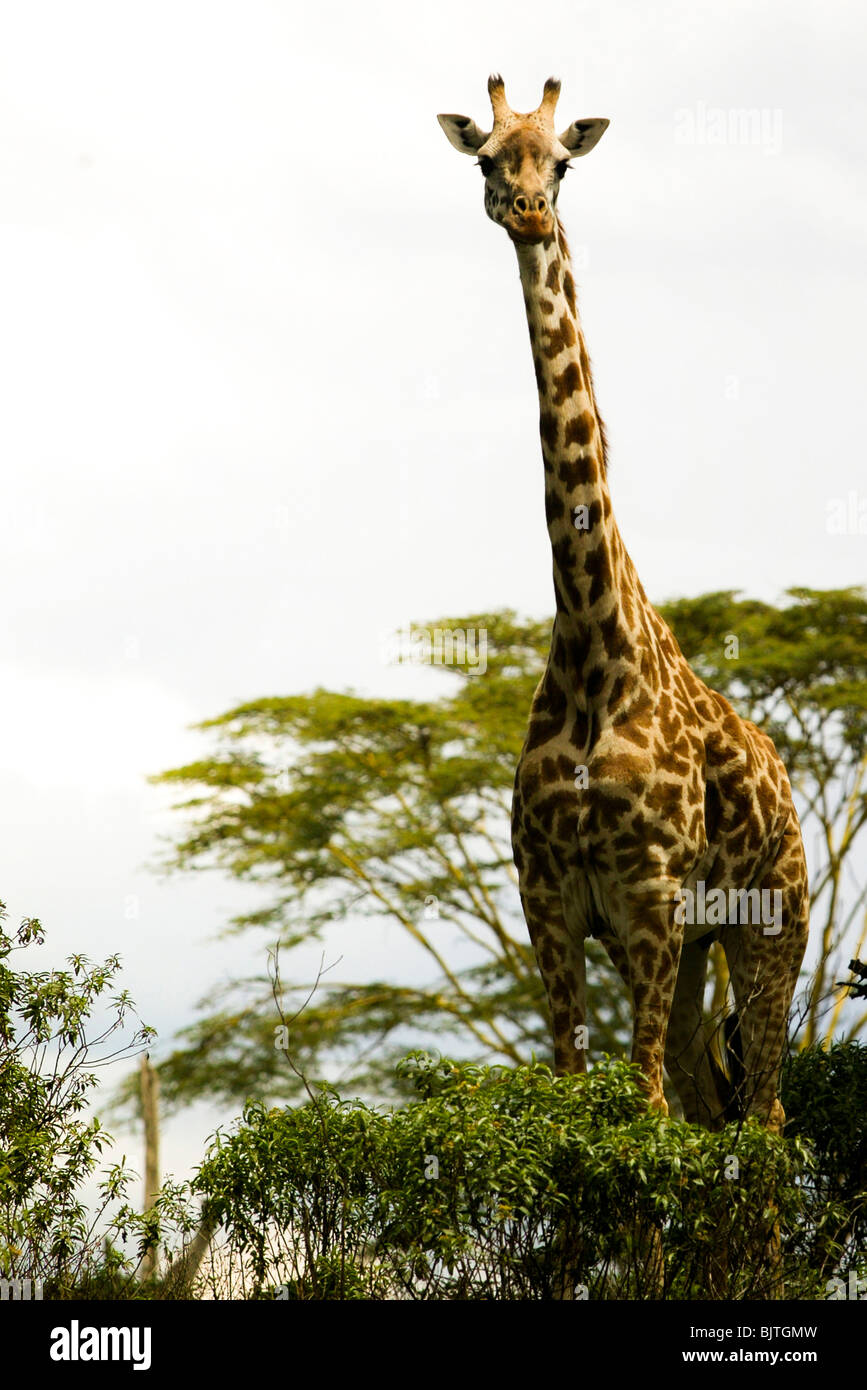 Girafe au Kenya, Afrique Banque D'Images
