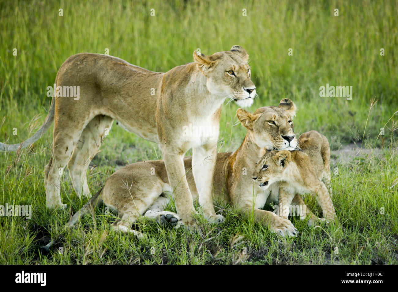 Famille de lions au Kenya, Afrique Banque D'Images