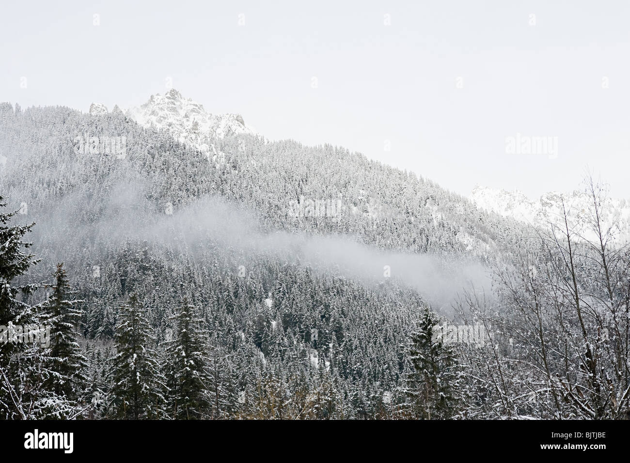 Arbres couverts de neige sur montagne Banque D'Images