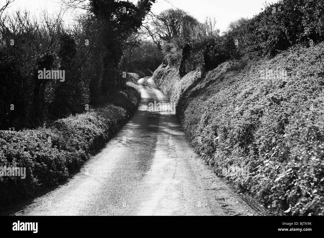 Chemin de campagne au début du printemps avec hautes haies Banque D'Images