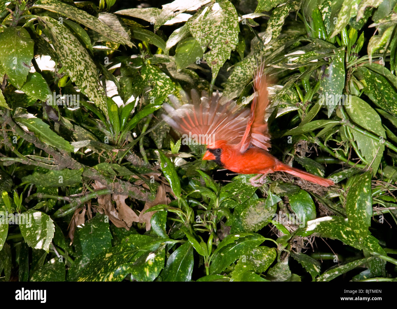 Un cardinal mâle (Cardinalis cardinalis) volant (Géorgie, USA). Banque D'Images