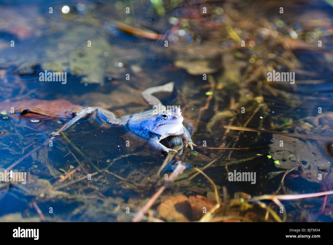 Moor grenouilles dans la saison de l'accouplement Banque D'Images