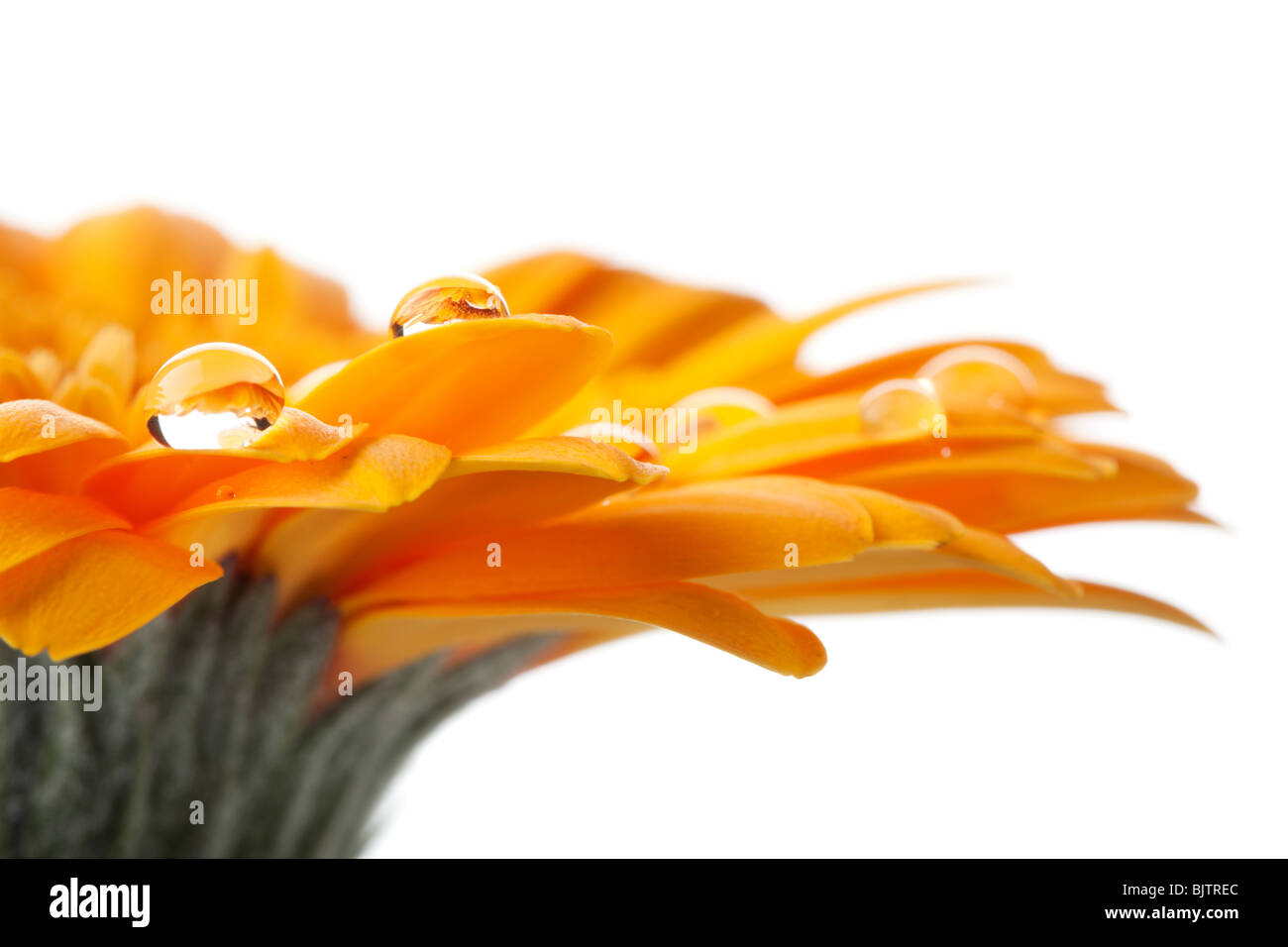 Gros plan du gerber daisy orange avec de l'eau gouttes sur les pétales, fond blanc Banque D'Images