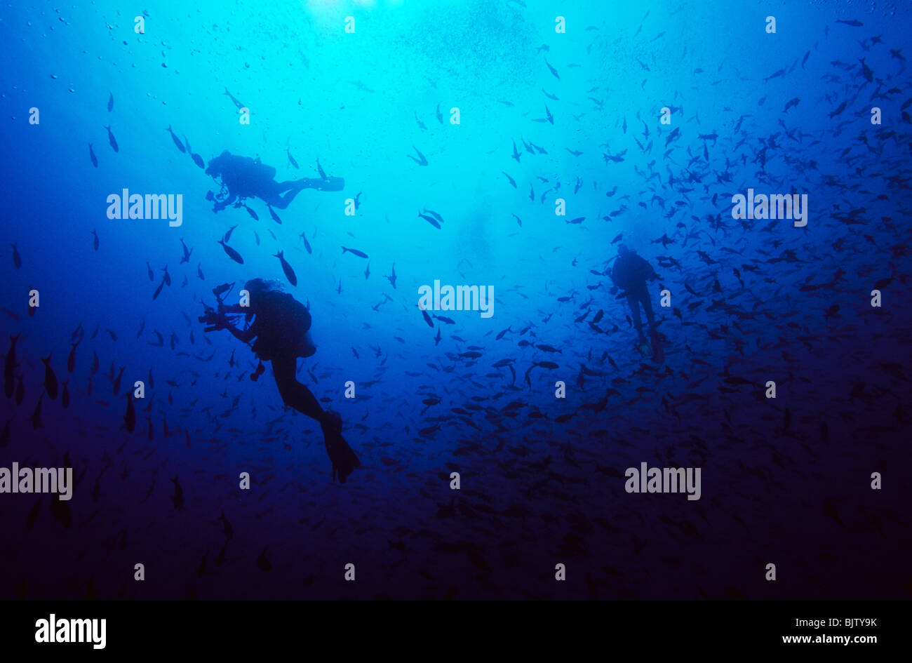 Les plongeurs sous-chef pour la surface. Îles Galapagos. La plongée sous-marine. La photographie sous-marine. Banque D'Images