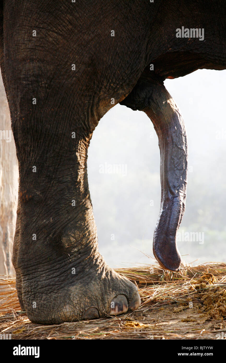 L'érection de l'éléphant Photo Stock - Alamy