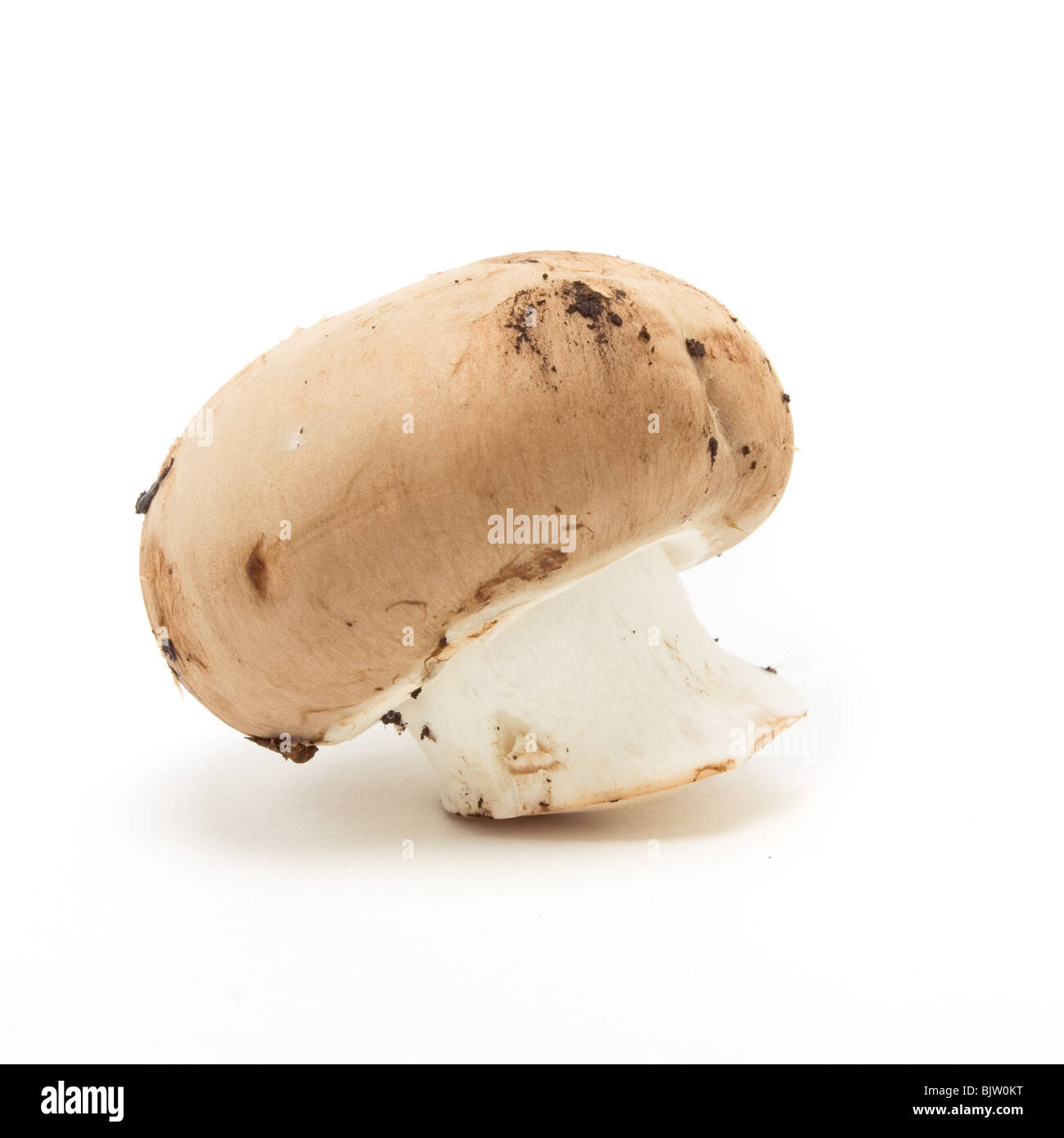 Les champignons de la châtaigne vue faible contre isolé sur fond blanc. Banque D'Images
