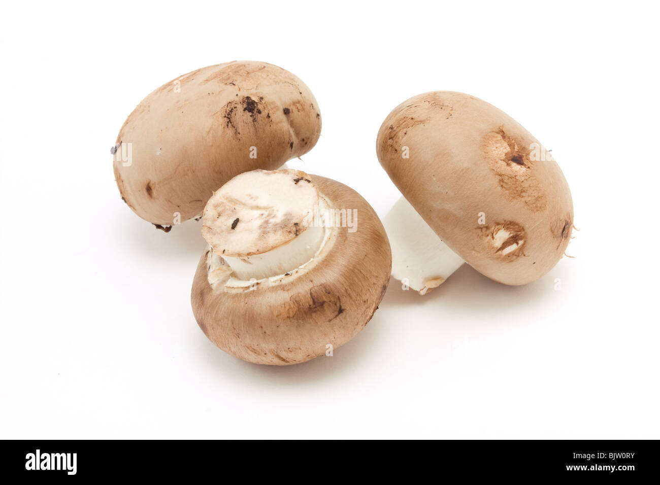 Les champignons de la châtaigne vue faible contre isolé sur fond blanc. Banque D'Images