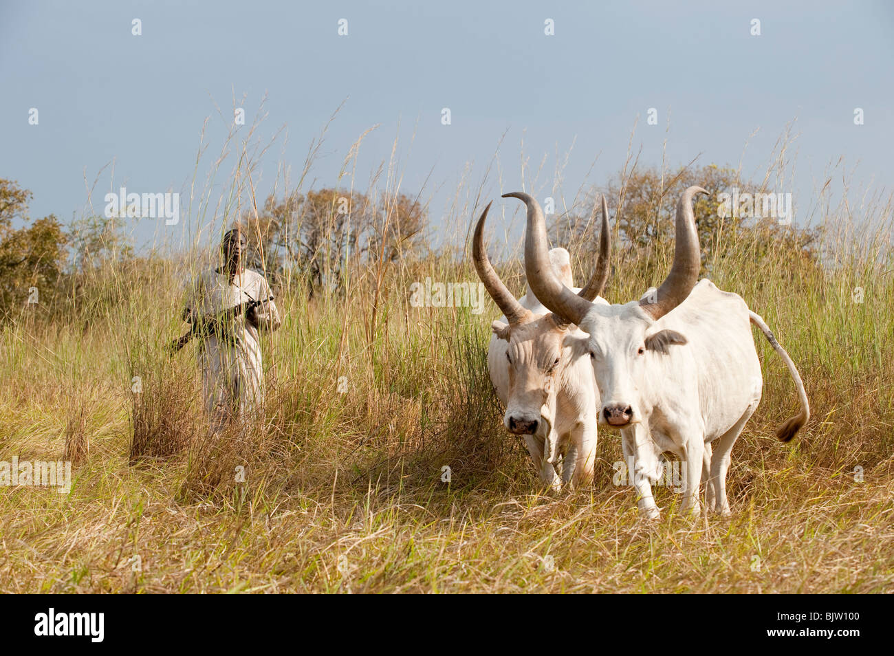 Au sud-Soudan, Cuibet près de Rumbek , tribu Dinka, Shepherd armés de Kalachnikov AK-47 protéger leurs vaches zébu bovins hostile de raider Banque D'Images