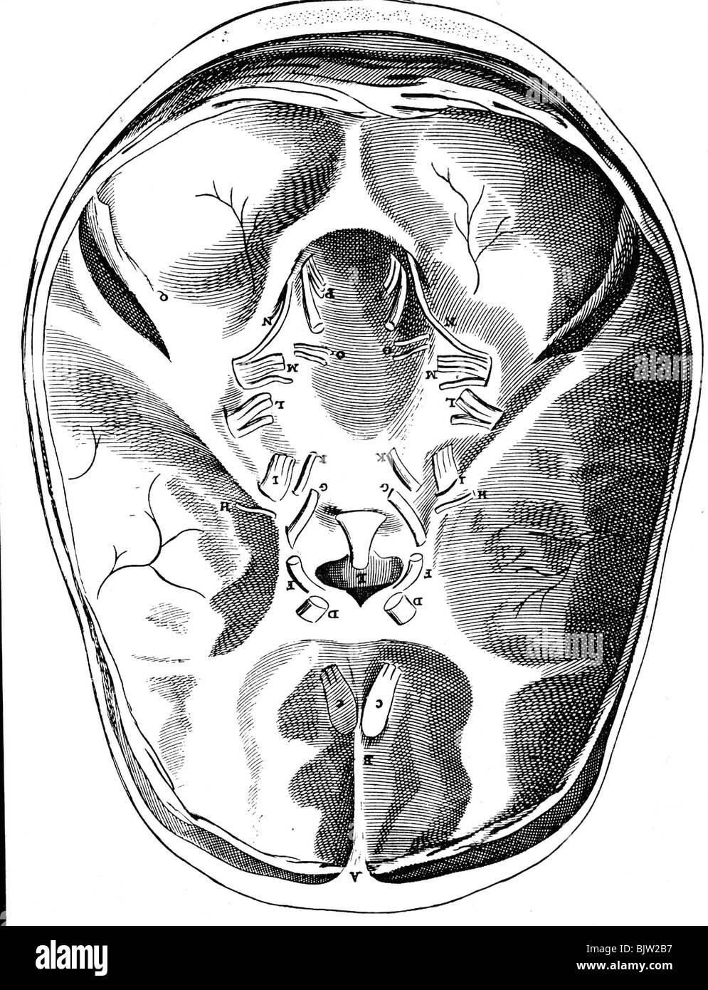 Médecine, anatomie, cerveau, base du crâne avec les nerfs du cerveau après Thomas Willis, vers 1680, Banque D'Images