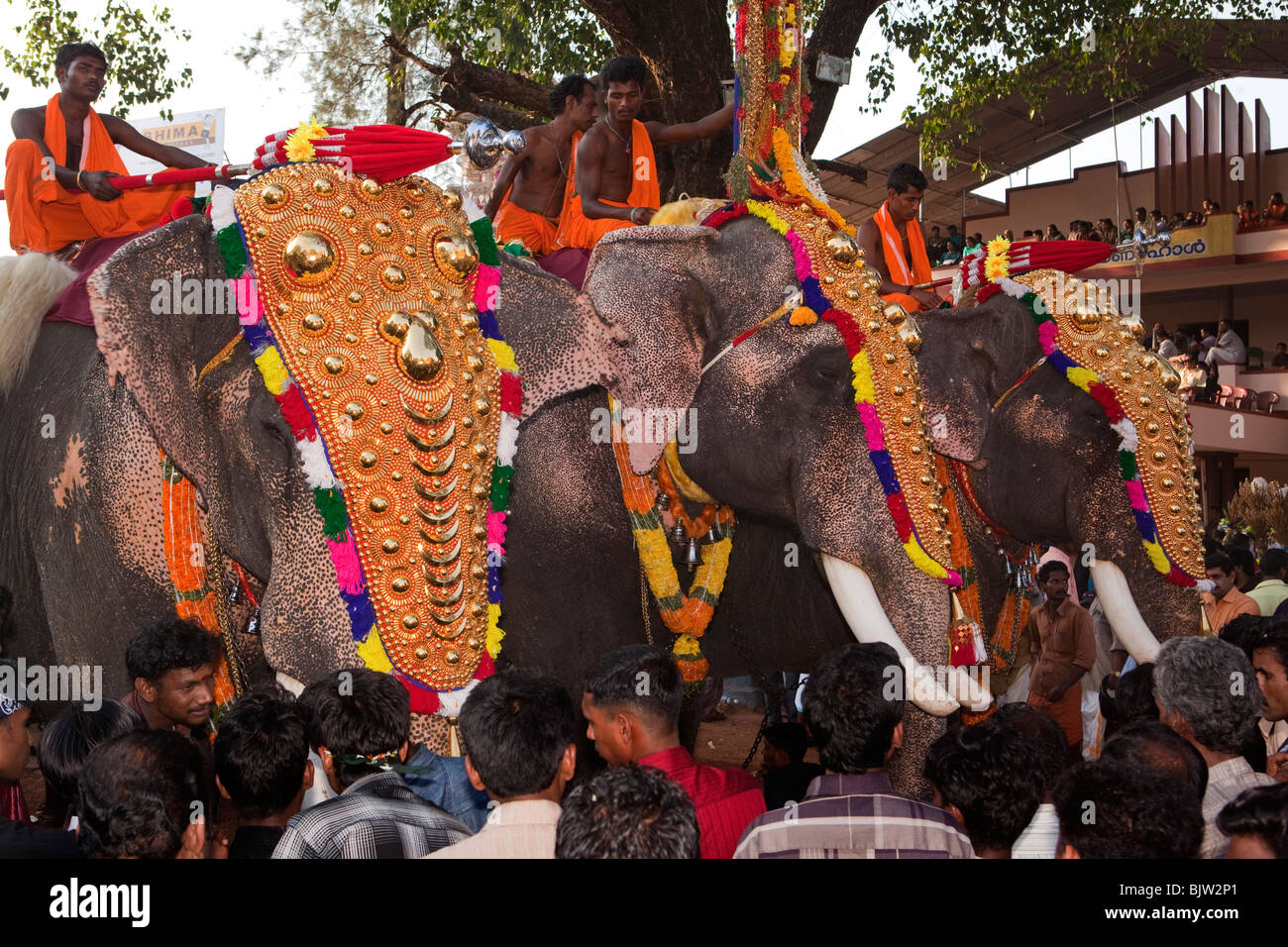 L'Inde, le Kerala, Koorkancherry Thaipooya Maheswara, Temple Sree Mahotsavam festival, trois éléphants temple caparisoned Banque D'Images