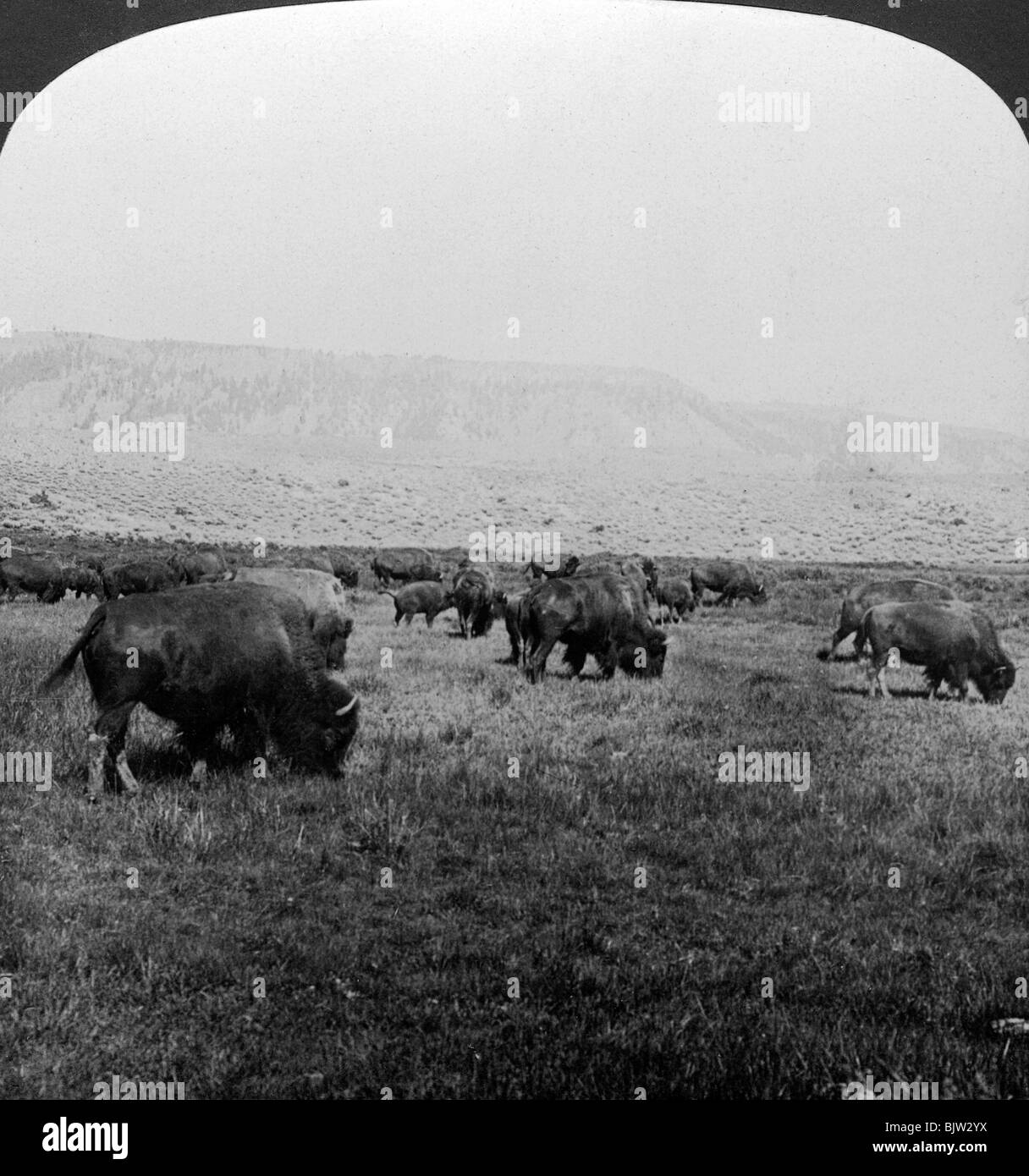Buffalo, le Parc National de Yellowstone, USA.Artist : HC White Banque D'Images Buffalo, le Parc National de Yellowstone, USA.Artist : HC White Banque D'Images