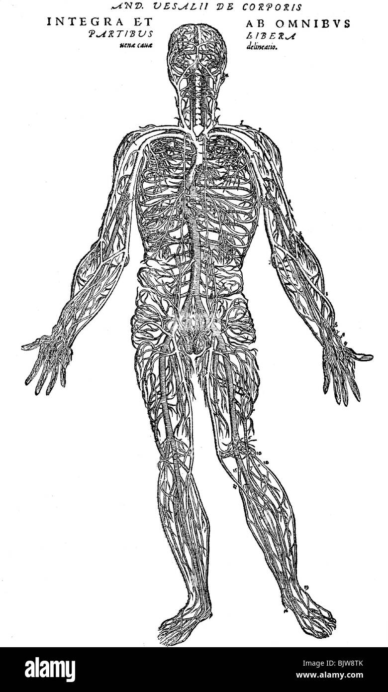 Médecine, anatomie, vaisseaux sanguins du corps humain, image après Andreas Vesalius, vers 1550, Banque D'Images
