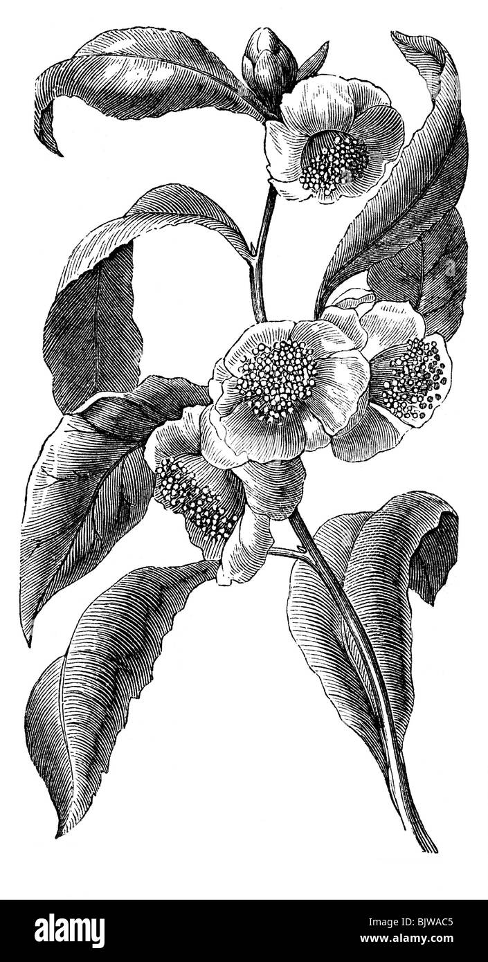 nourriture, thé, plante, branche, gravure en bois, xixe siècle, historique, botanique, plantes, fleurs, fleurs, fleurs, feuilles, feuilles, découpage, découpe, découpe, découpe, découpes, Banque D'Images