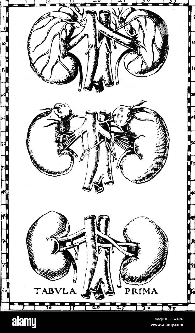 Médecine, anatomie, organes, glandes surrénales, gravure de cuivre après dessin de 'Opuscula anatomica' par Bartolomeo Eustachi, Venise, 1564, Banque D'Images