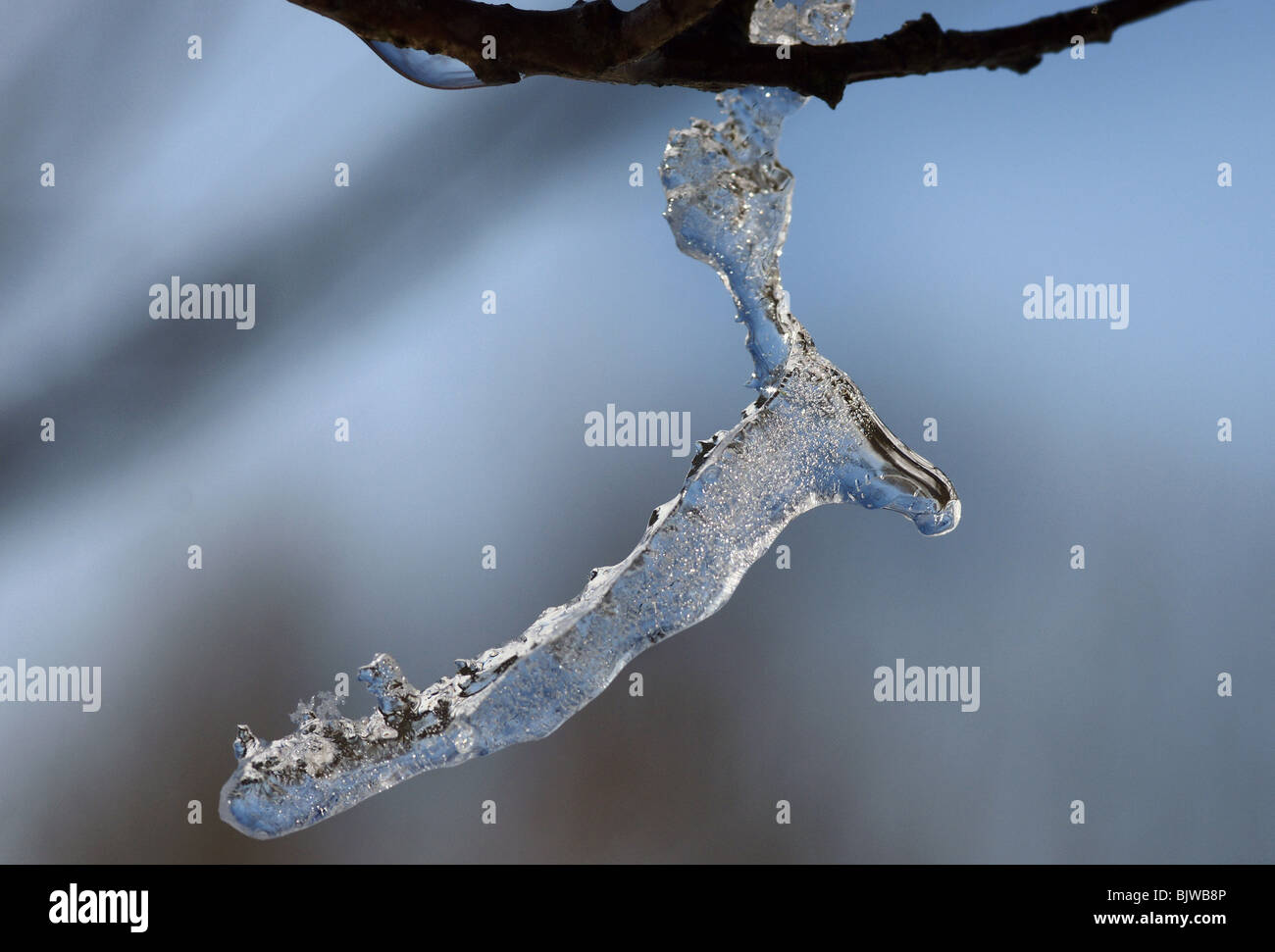 L'eau congelée ice droplets on tree branch close up en hiver en plein air Banque D'Images