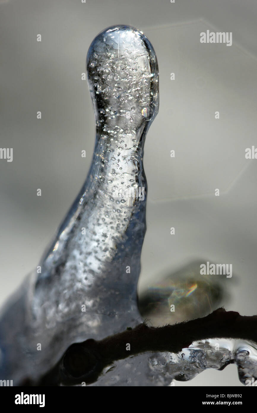 L'eau congelée ice droplets on tree branch close up en hiver en plein air Banque D'Images