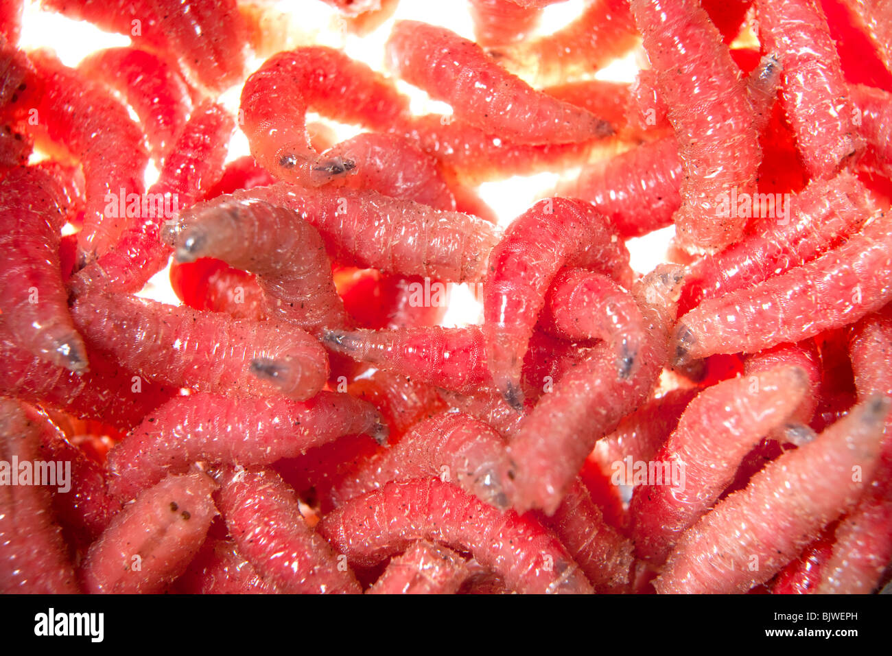 asticots Banque D'Images