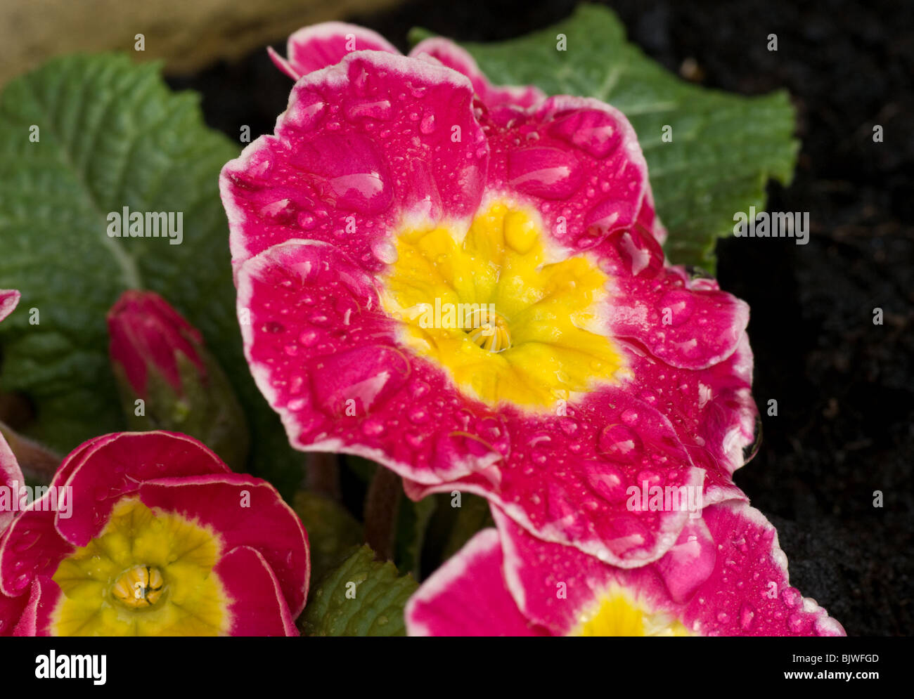 Primroses - rose couverte de rosée du matin Banque D'Images