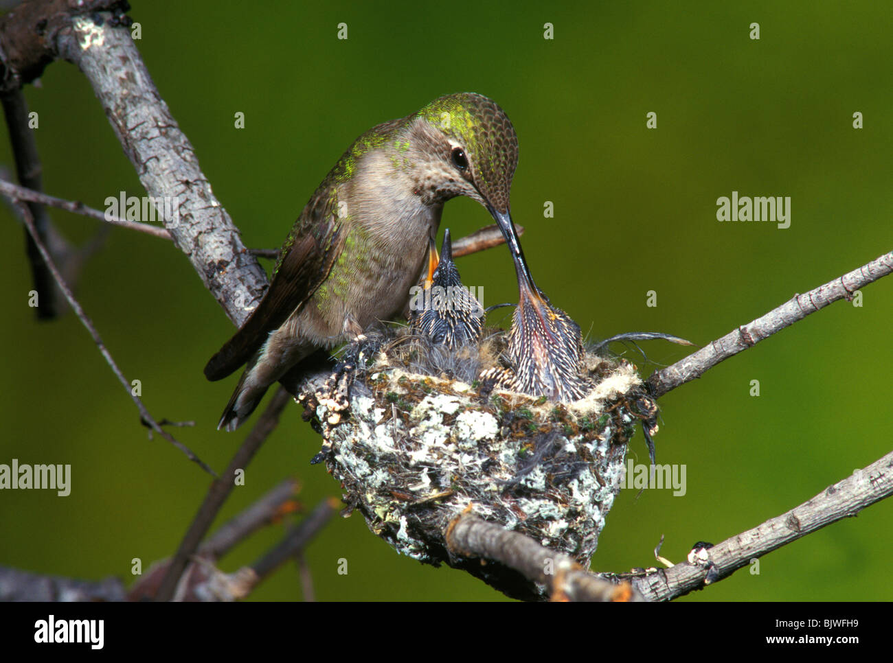 Calypte anna Anna's Hummingbird à nourrir les jeunes femelles nichent Côte Ouest USA, par Anthony Mercieca/Dembinsky Assoc Photo Banque D'Images