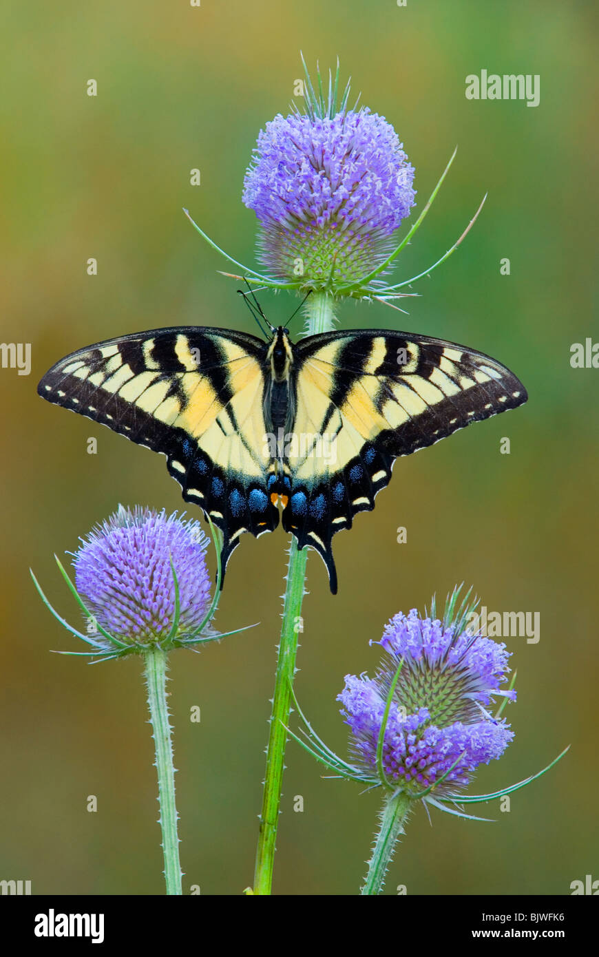 Eastern Tiger Swallowtail Butterfly Papilio glaucus sur Cardère Est des Etats-Unis, par aller Moody/Dembinsky Assoc Photo Banque D'Images