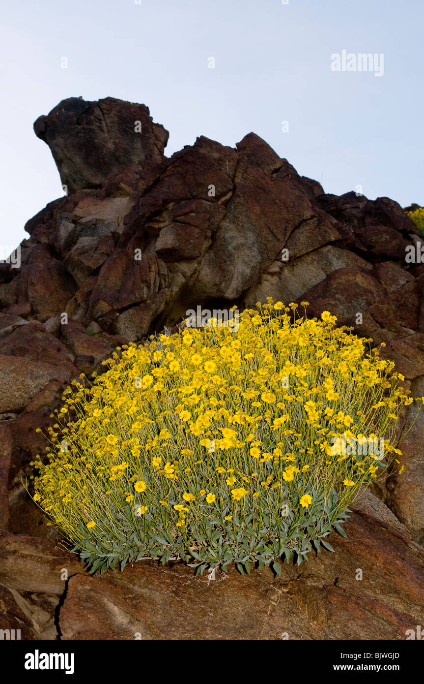Brittlebush Encilia farinosa floraison dans les montagnes autour de la vallée de Coachella Californie Palm Springs Banque D'Images