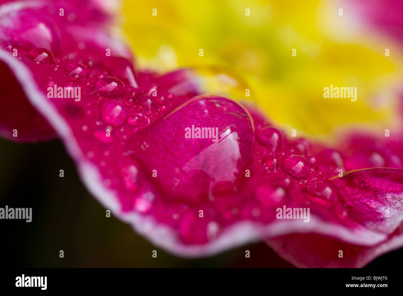 Gouttes de rosée sur un pétale de primevère - macro shot. Banque D'Images