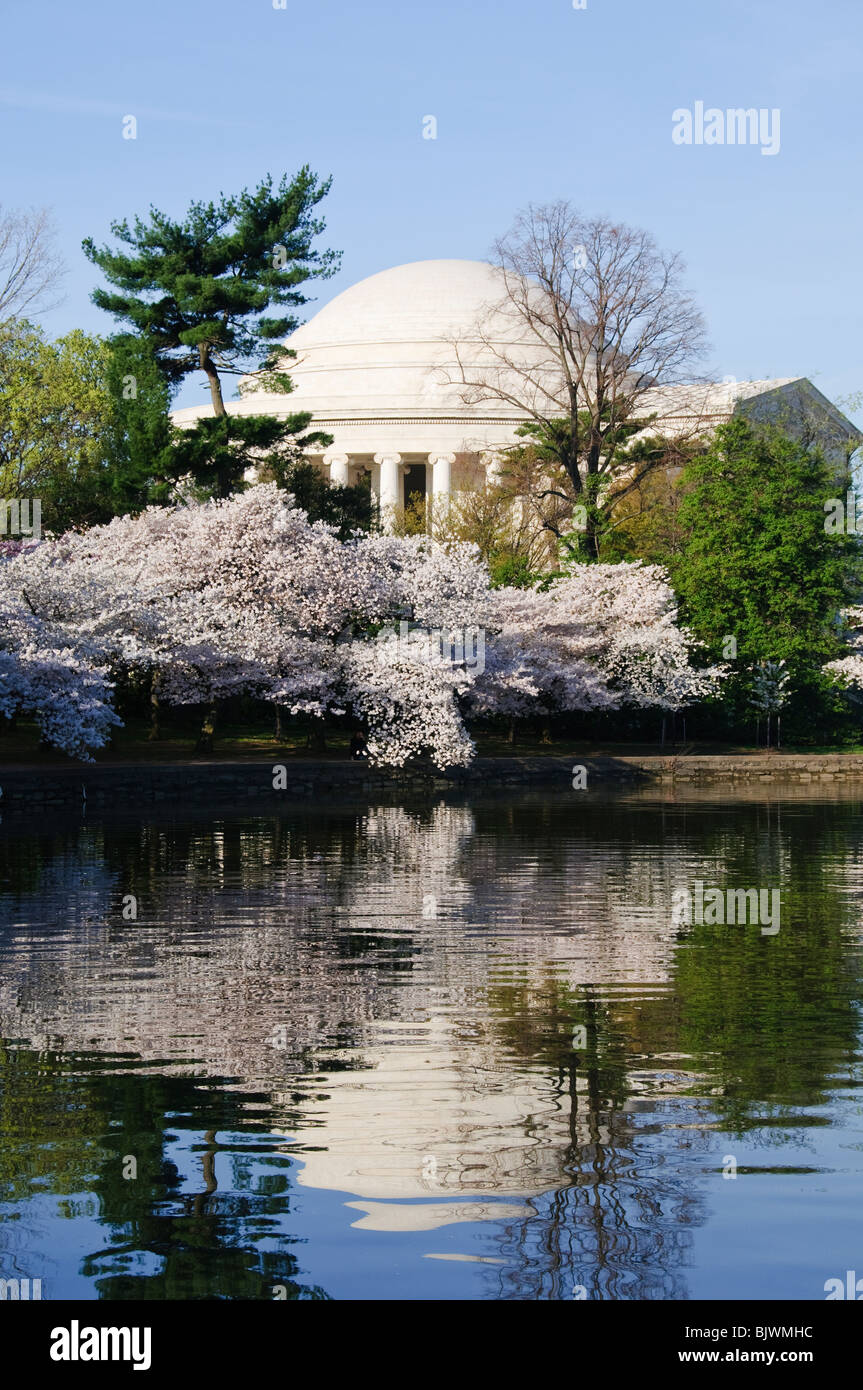 WASHINGTON DC, USA - Jefferson Memorial et certains des 1 678 cerisiers au début du printemps en fleurs autour du bassin de marée à côté du National Mall de Washington. La réflexion sur l'eau miroitant. Banque D'Images