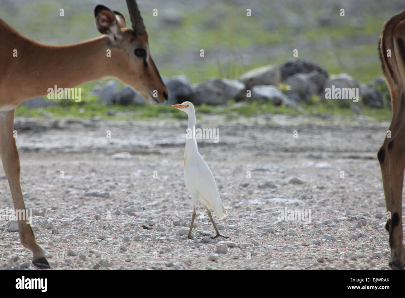 Impala et heron-like bird semblent kiss Banque D'Images