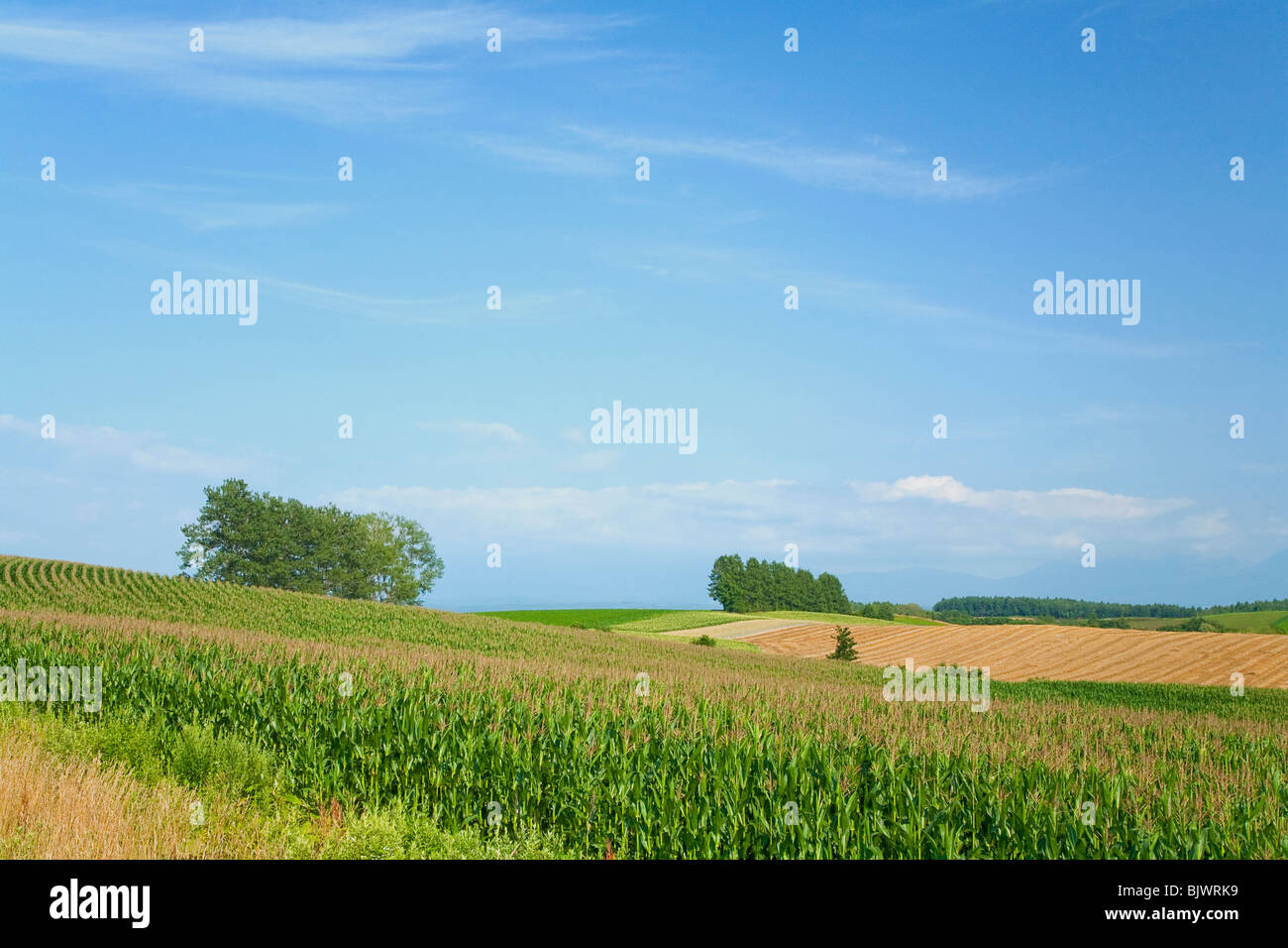 Champ de maïs à Hokkaido, Japon Banque D'Images
