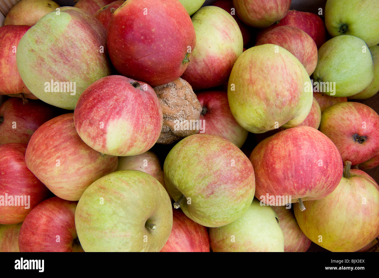 Une pomme pourrie se cache au milieu d'un groupe de bonnes pommes. Banque D'Images