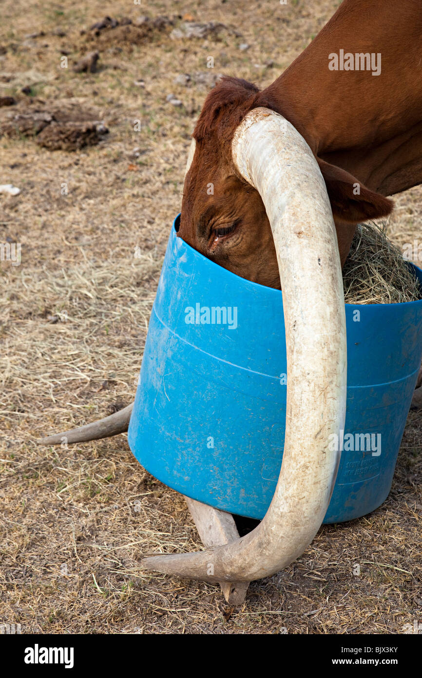 Texas Longhorn cattle montrant la taille des cornes en mangeant de la benne sur ranch Texas USA Banque D'Images