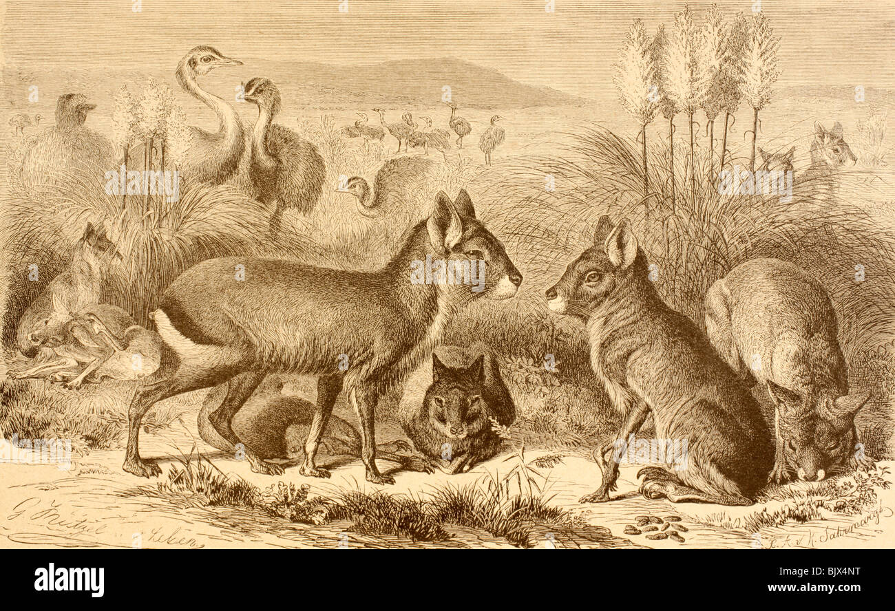 Une famille de Maras de Patagonie Patagonie ou cobayes. Banque D'Images