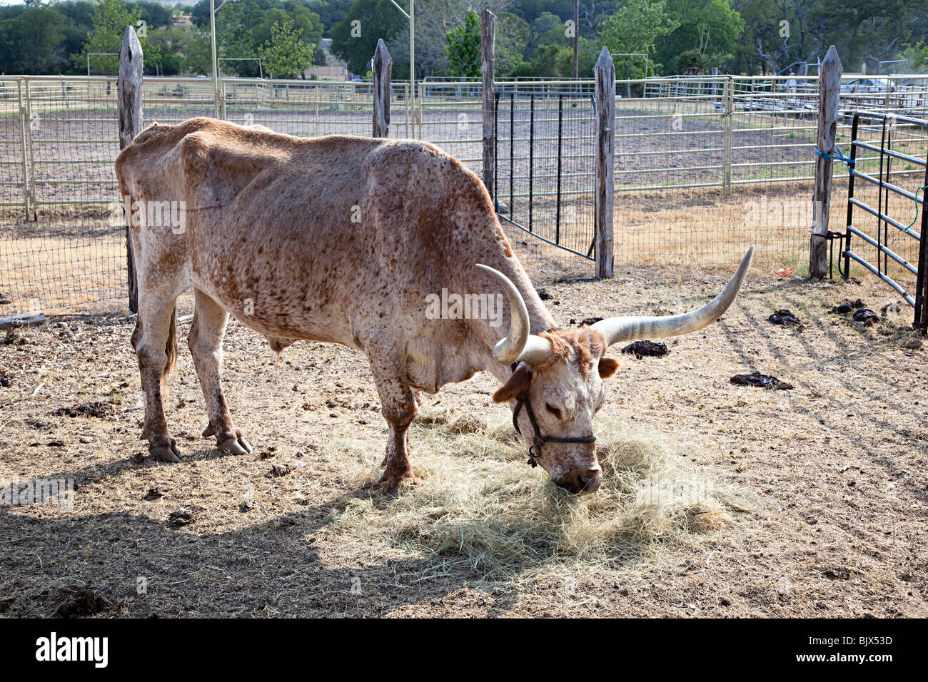 Texas Longhorn ranch de bétail dans la région de corral sur Texas USA Banque D'Images