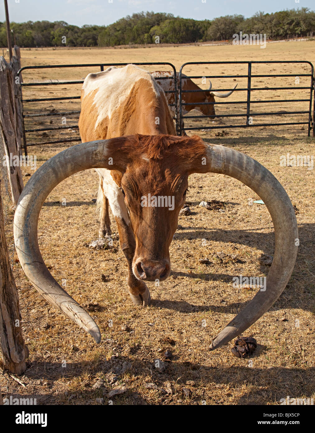 Texas Longhorn ranch de bétail dans la région de corral sur Texas USA Banque D'Images