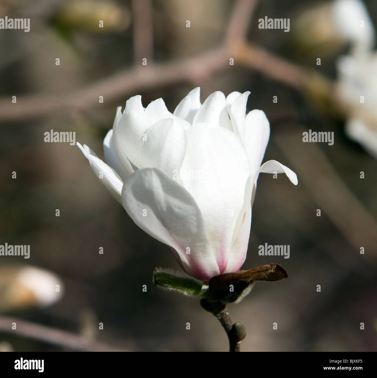 Ballerine Magnolia x loebneri cultivar blanches et roses. Banque D'Images