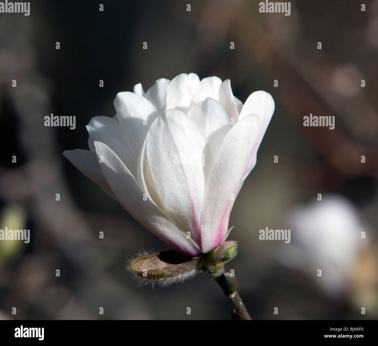 Ballerine Magnolia x loebneri cultivar blanches et roses. Banque D'Images