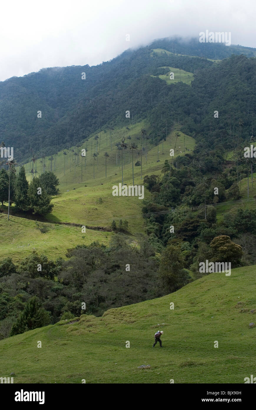 Le Valle de Corcora, un point d'entrée pour le Parque Nacional de los Nevados, Colombie. Banque D'Images