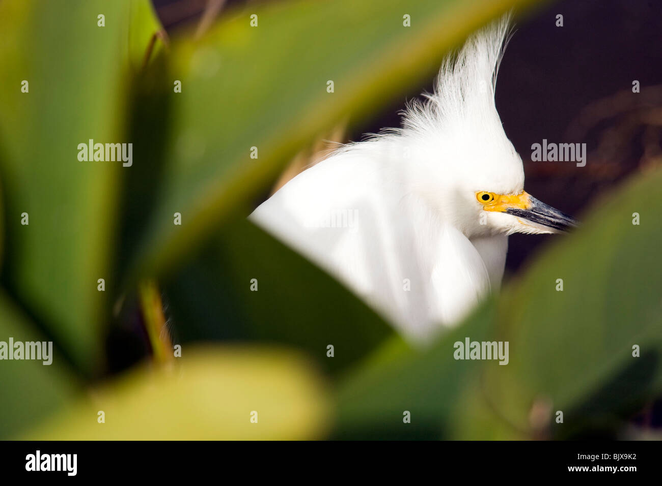 Aigrette neigeuse - Green Cay Wetlands - Delray Beach, Floride, USA Banque D'Images