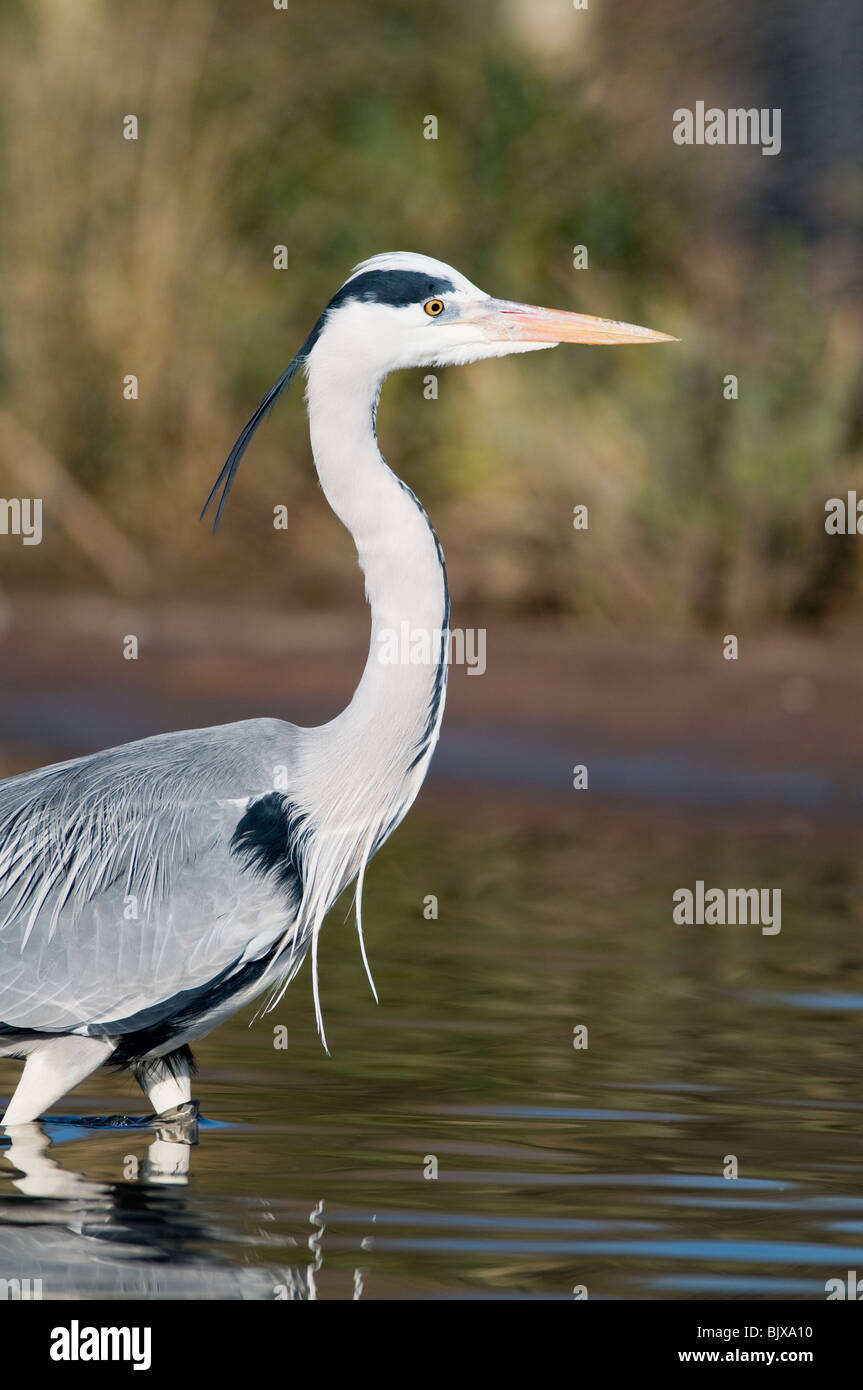 Héron cendré (Ardea cinerea) Banque D'Images