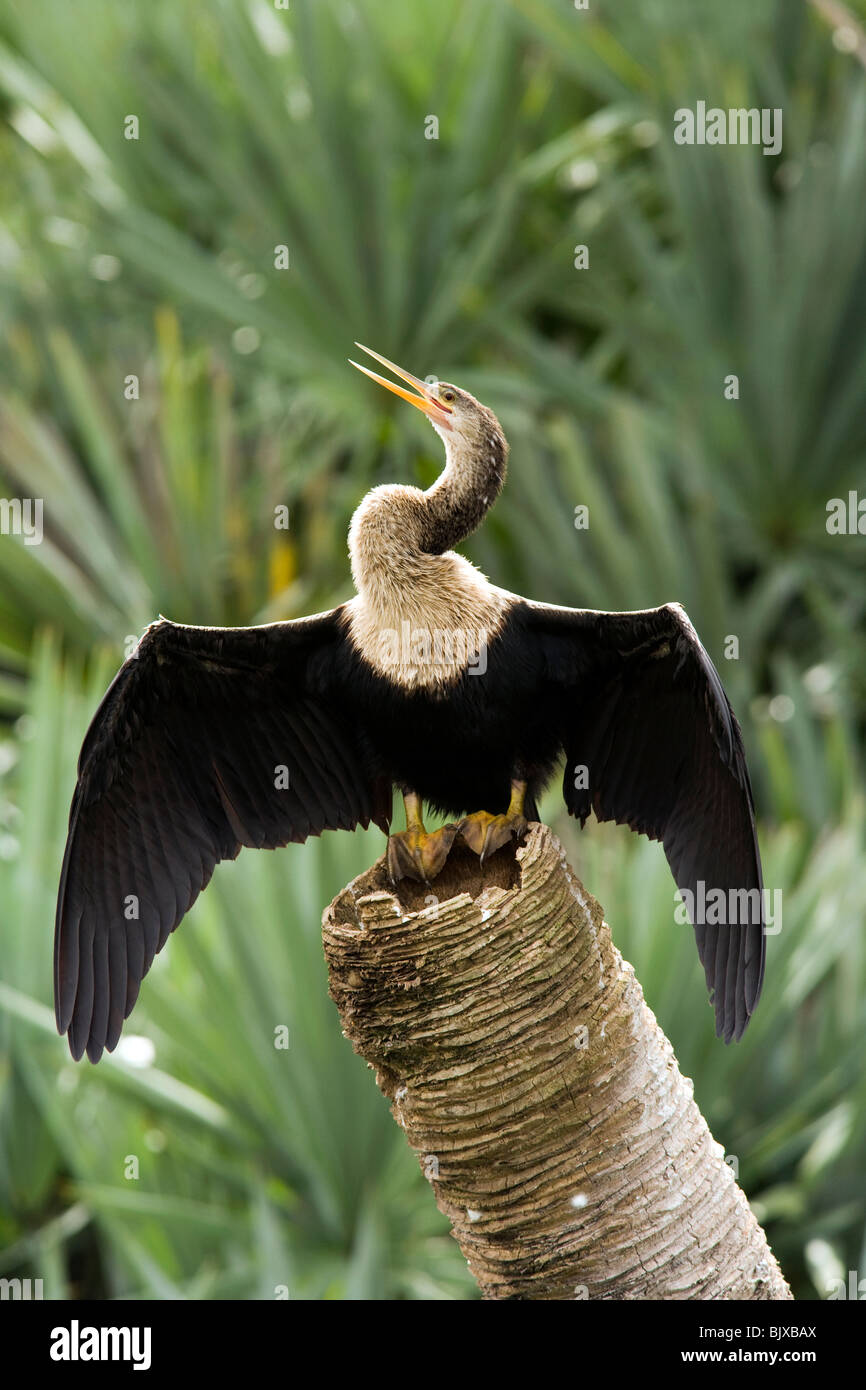 Anhinga - Green Cay Wetlands - Delray Beach, Floride, USA Banque D'Images