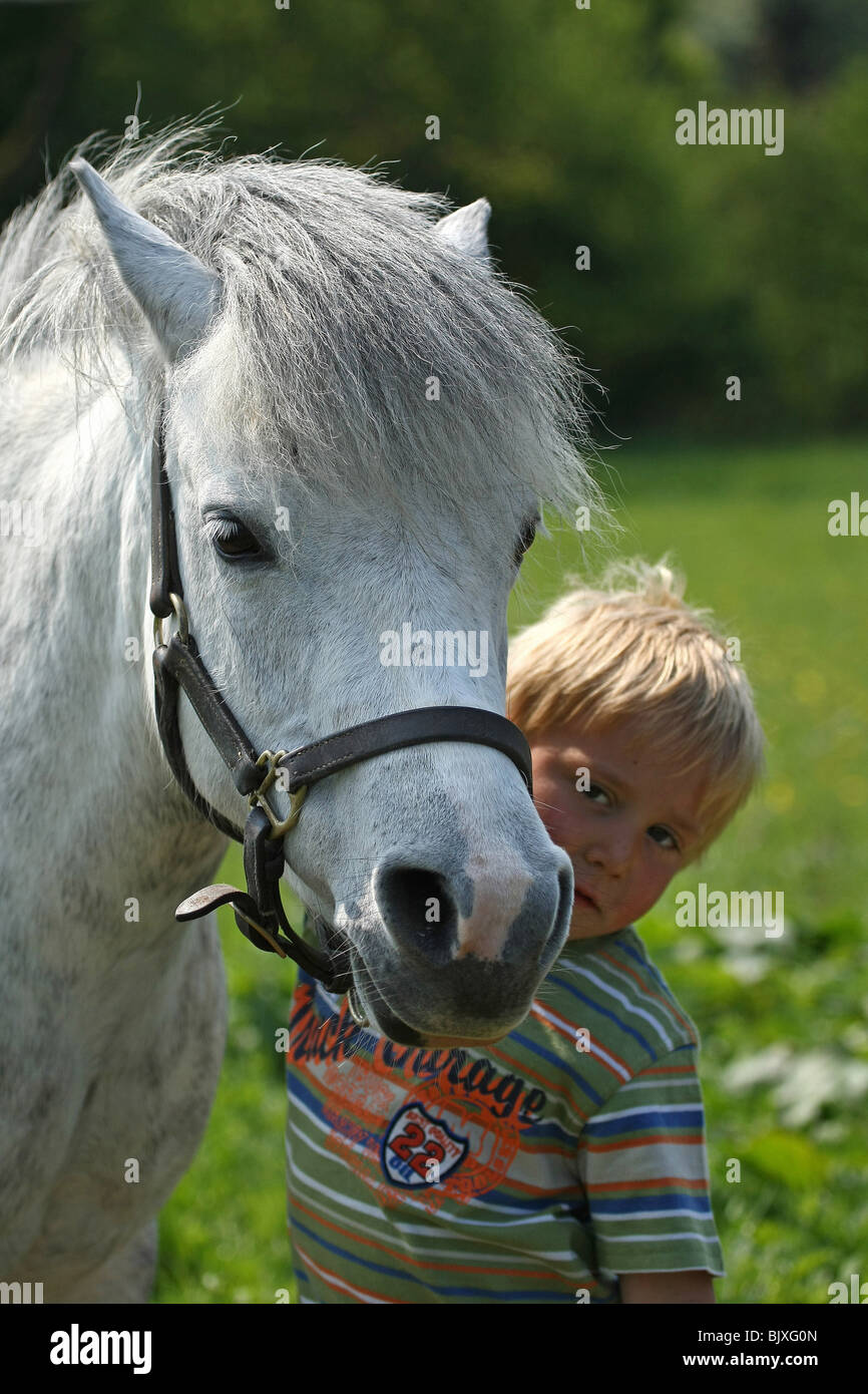 Poney Welsh A Banque D'Images