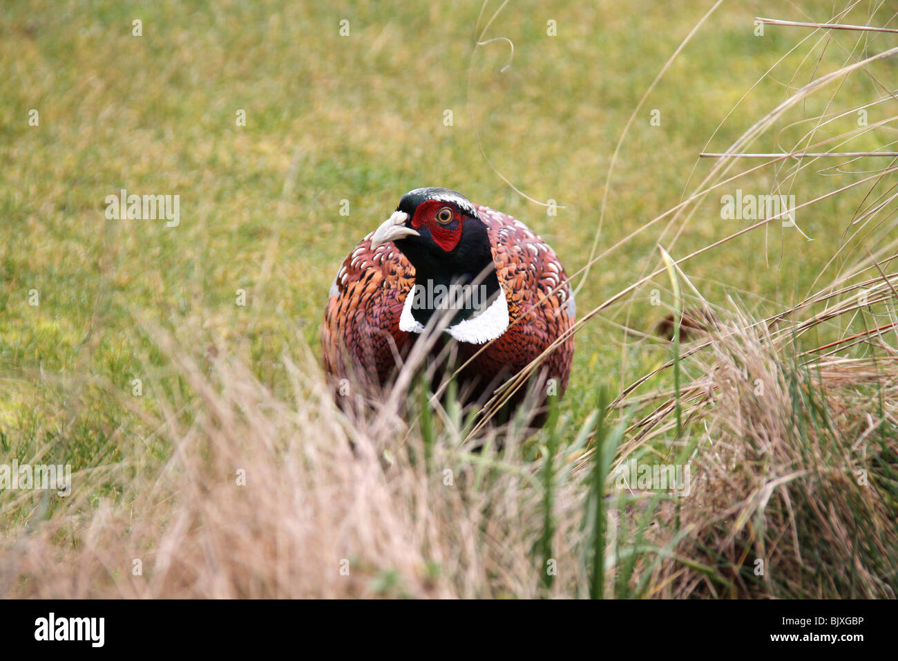 Le Faisan mâle en plumage nuptial au printemps. Banque D'Images