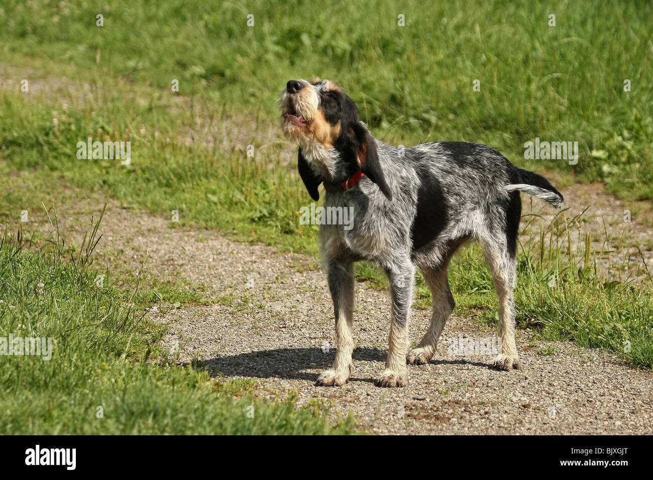 Griffon Bleu De Gascogne Banque Dimages Photo Stock