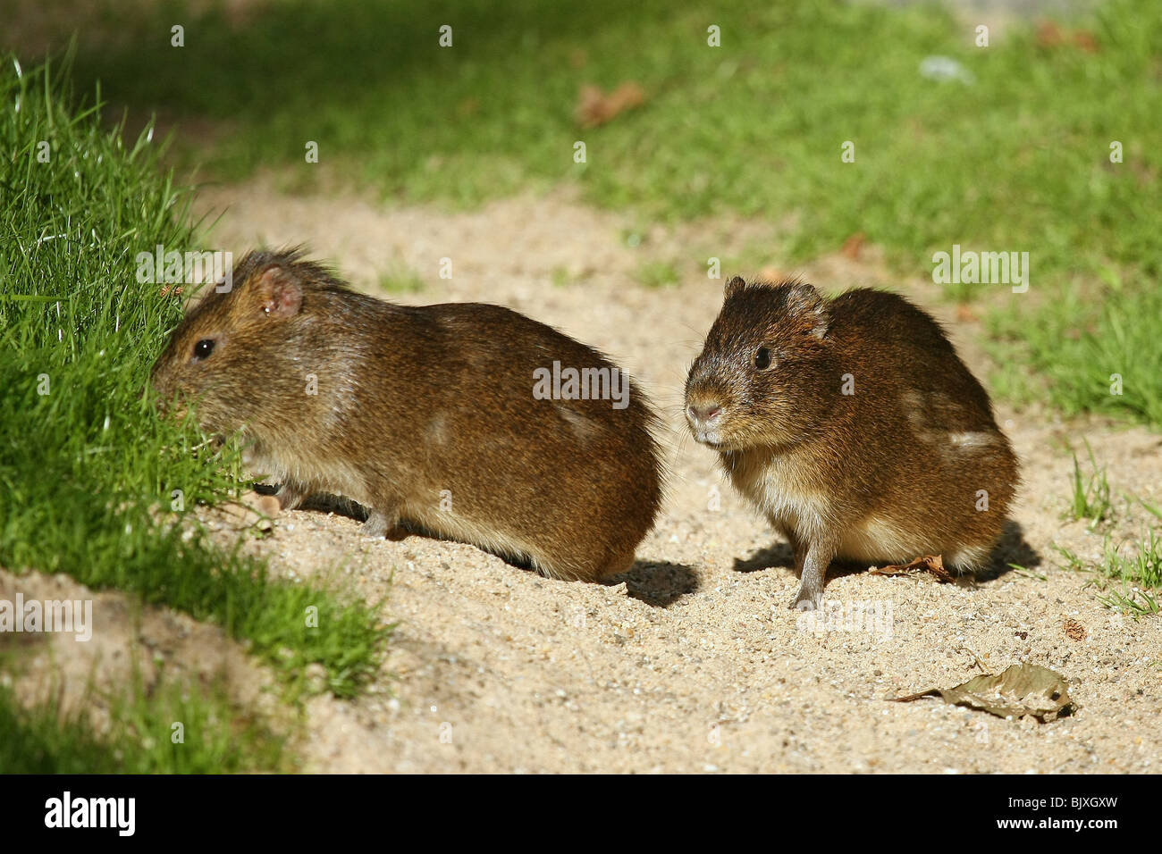 coypus Banque D'Images