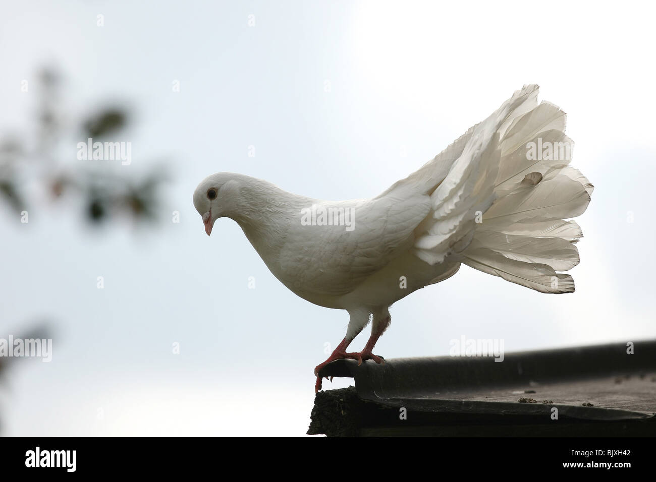 Pigeon Paon Photo Stock Alamy