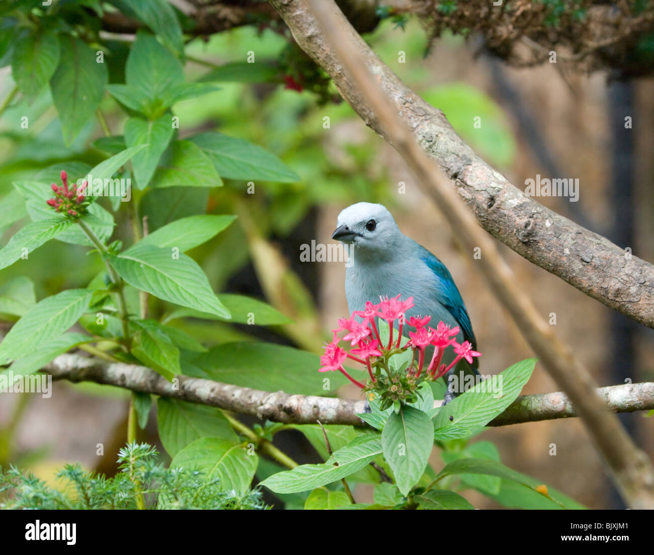 Tangara Thraupis episcopus Panama Blue-Gray Banque D'Images