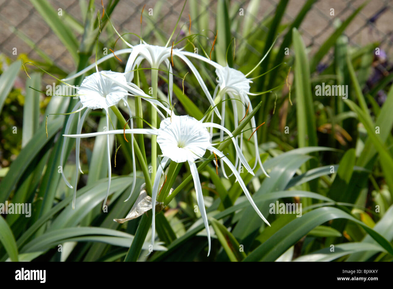 Fleurs en Afrique Banque D'Images